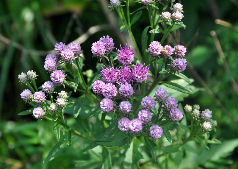 Изображение особи Saussurea pulchella.