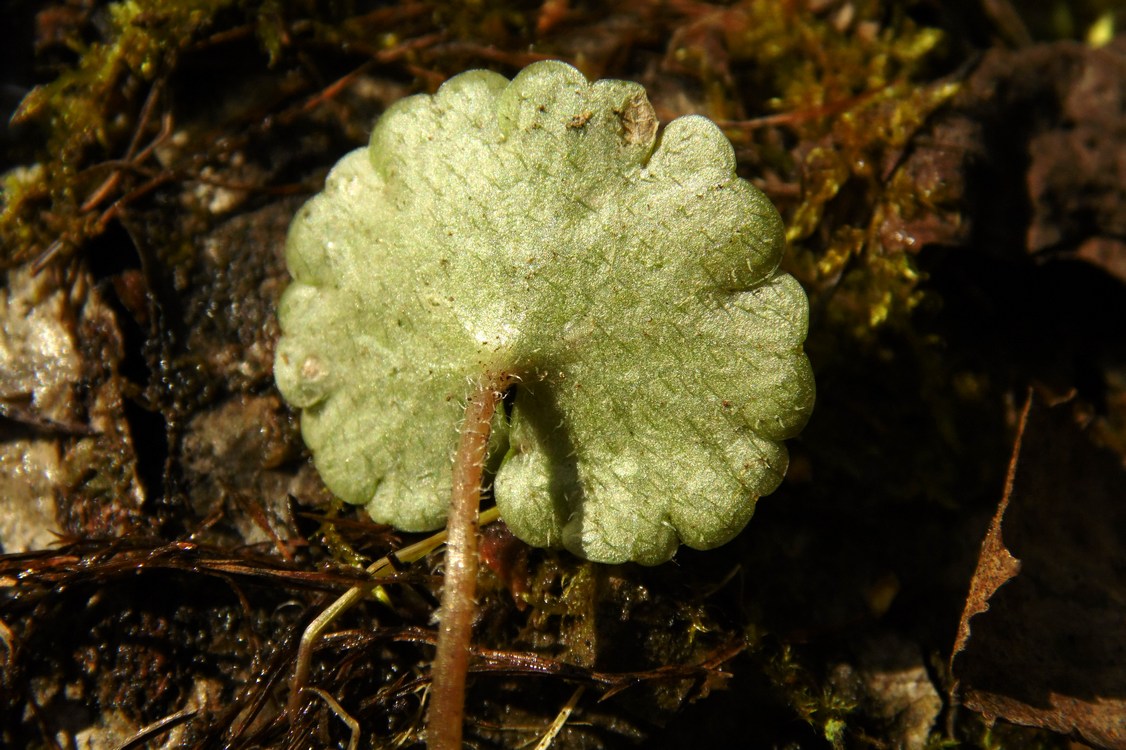 Image of Chrysosplenium alternifolium specimen.