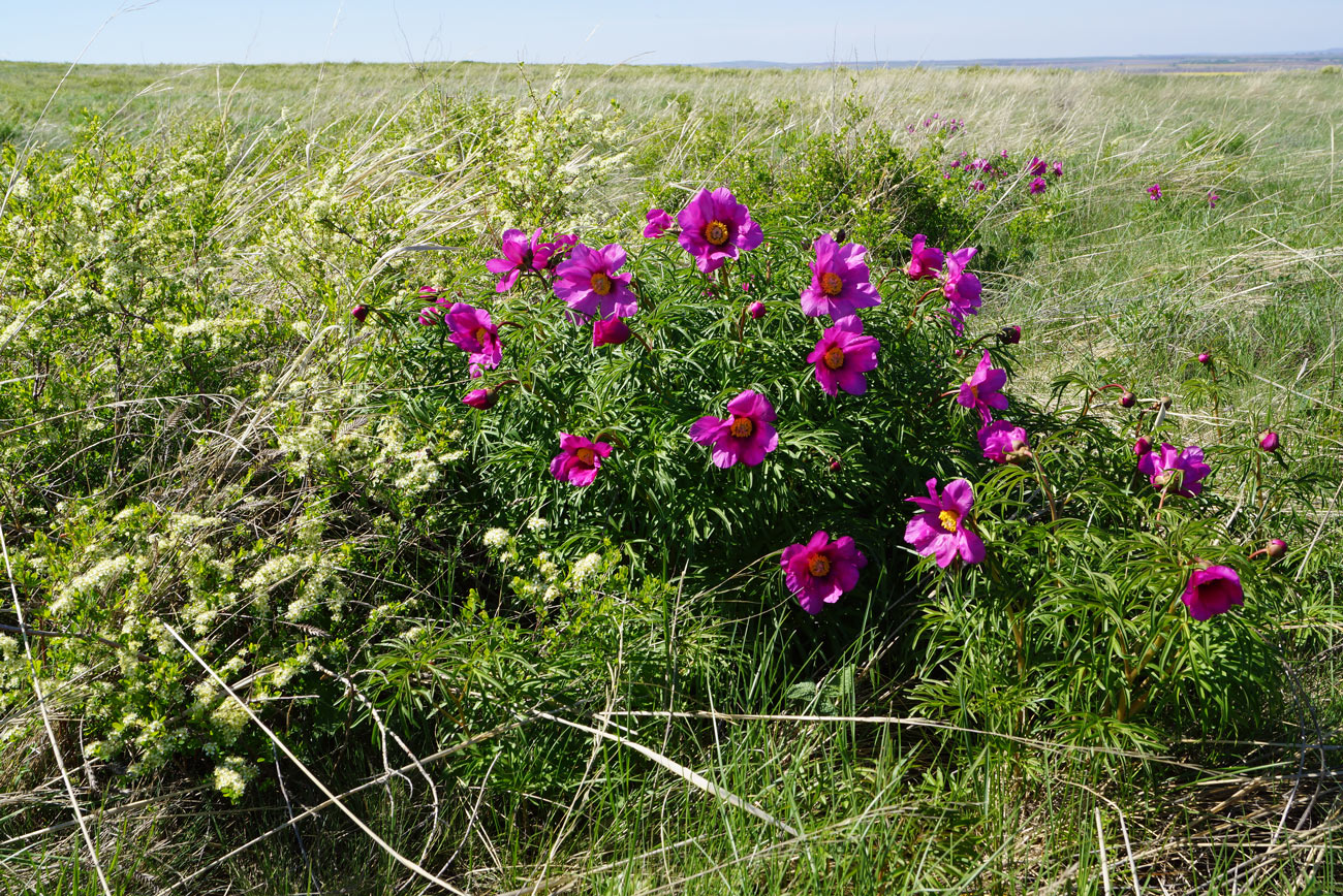 Изображение особи Paeonia hybrida.