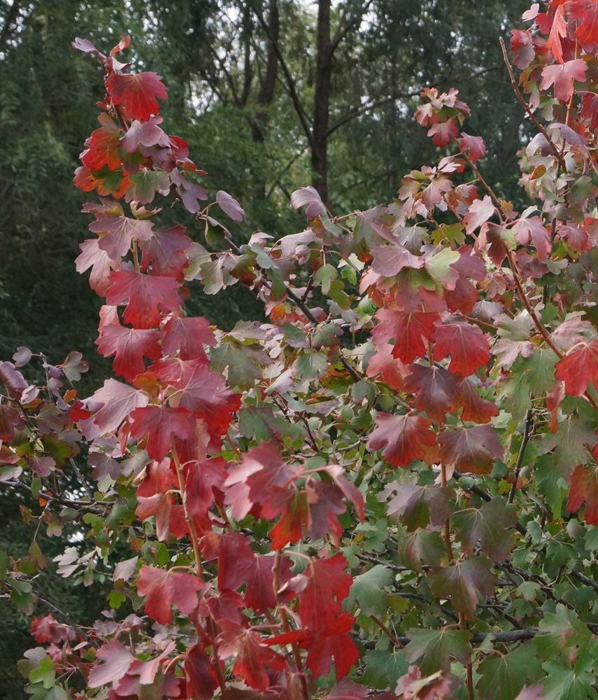 Image of Ribes aureum specimen.