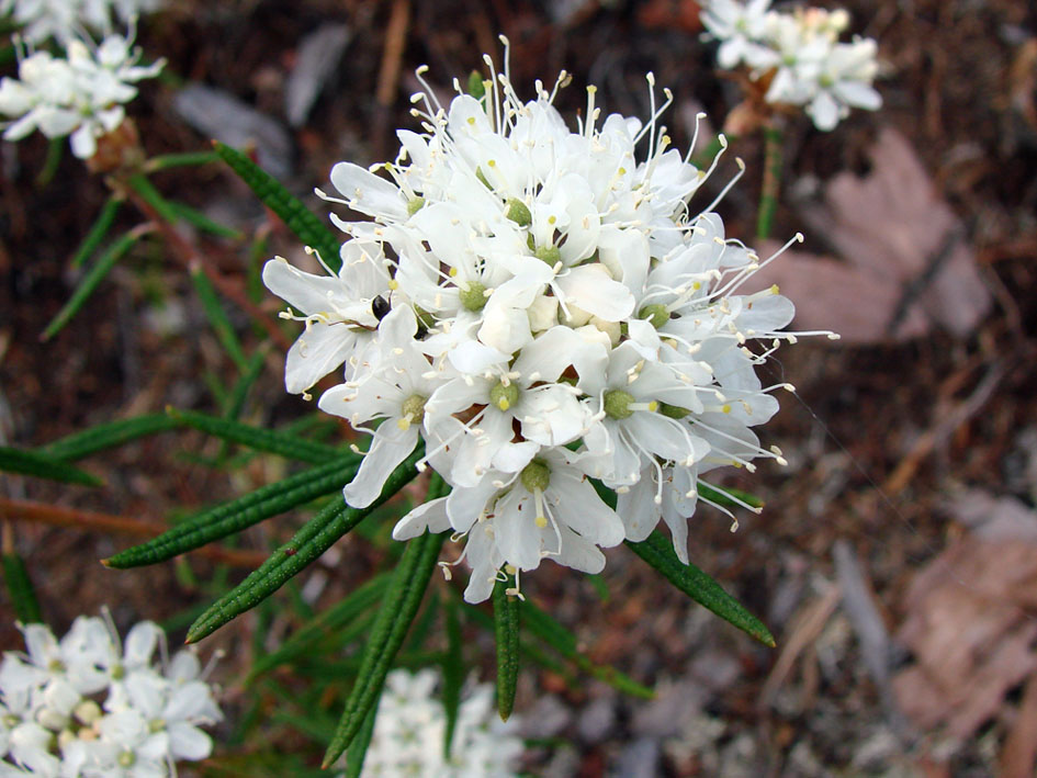 Image of Ledum palustre specimen.