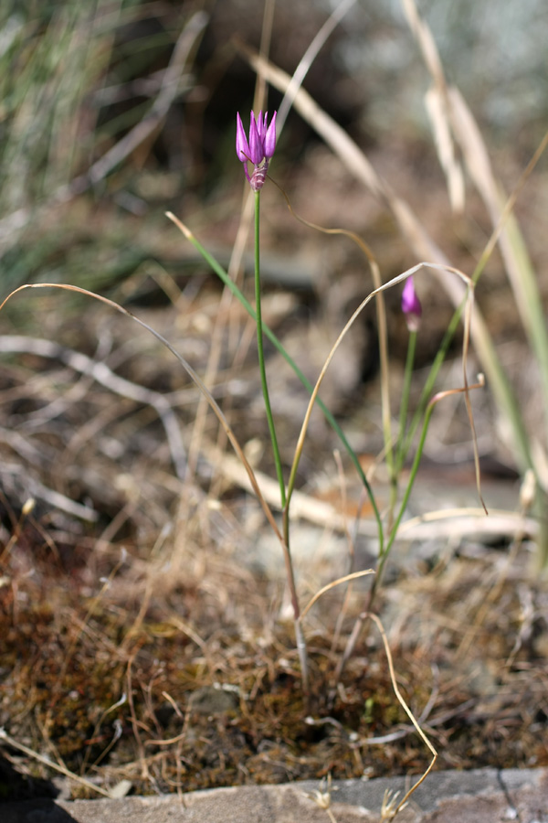 Image of Allium barsczewskii specimen.