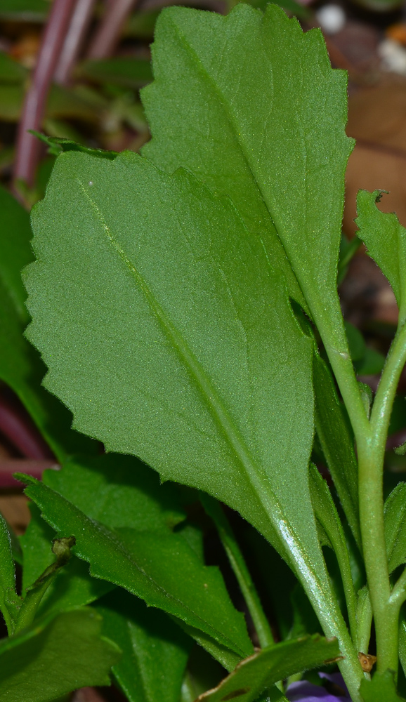 Image of Scaevola humilis specimen.