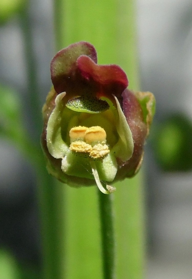 Image of Scrophularia scopolii specimen.