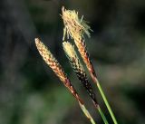 Carex pilosa. Мужские соцветия. Московская обл., Раменский р-н, окр. ж.-д. платформы Хрипань, просека под ЛЭП. 06.05.2016.