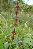 Phlomoides tuberosa