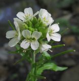 Arabis turrita