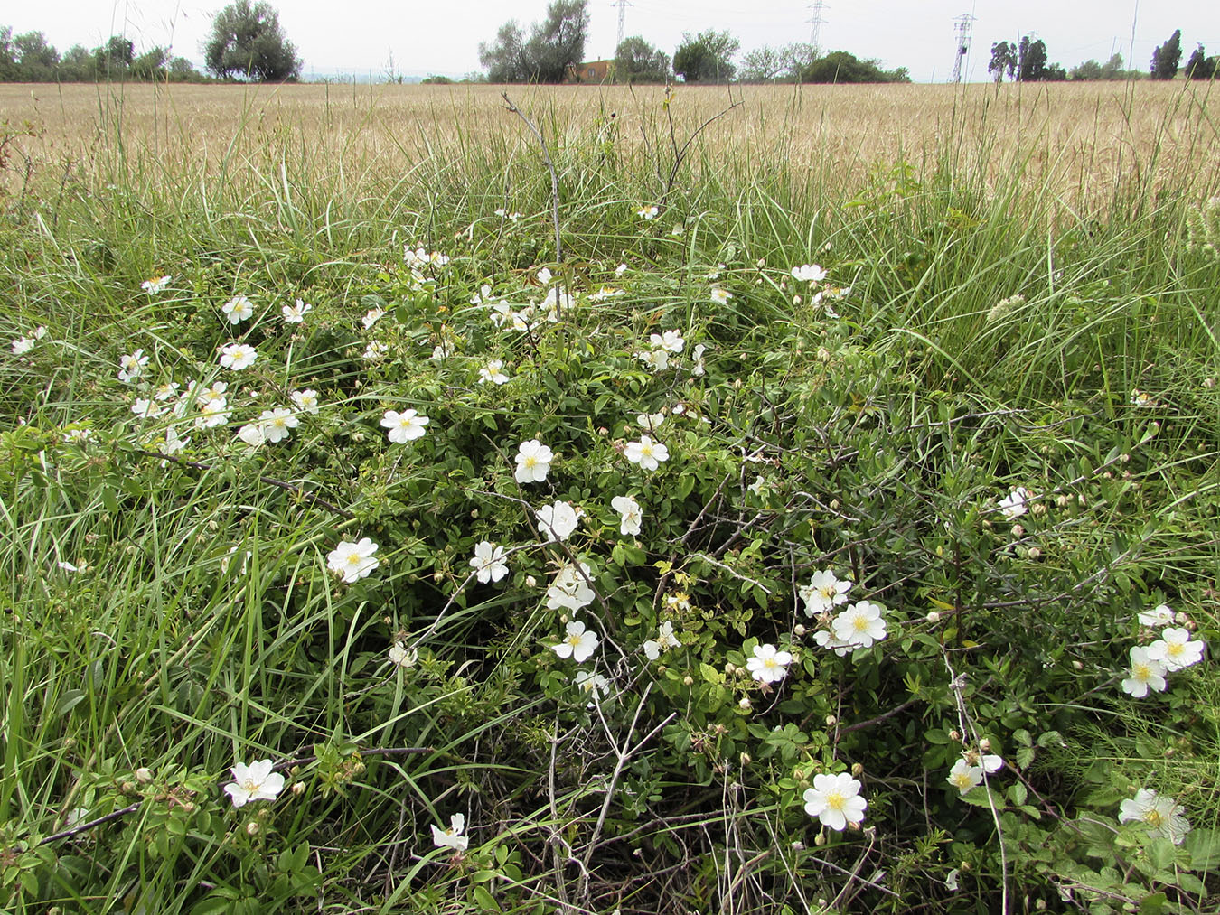 Image of Rosa sempervirens specimen.