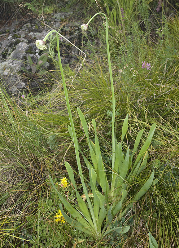 Image of Allium nutans specimen.