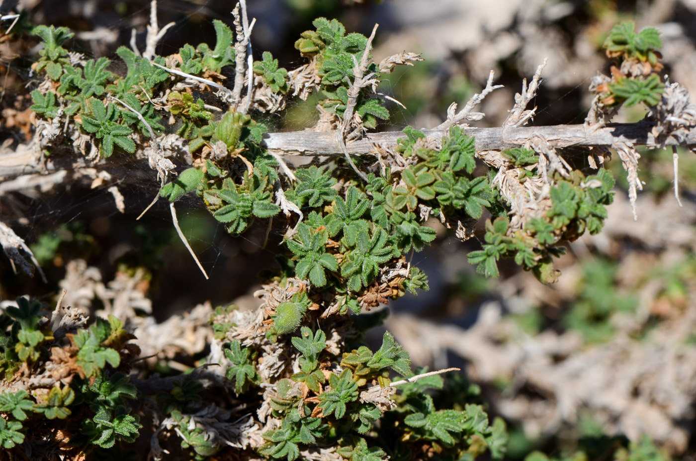 Image of Ononis hesperia specimen.