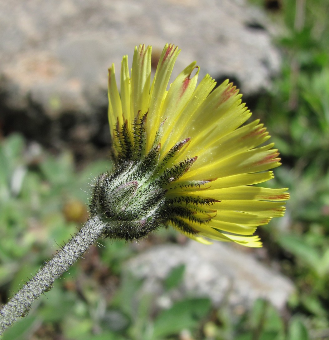 Image of Pilosella officinarum specimen.