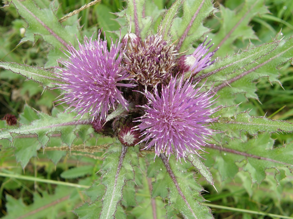 Image of Cirsium esculentum specimen.