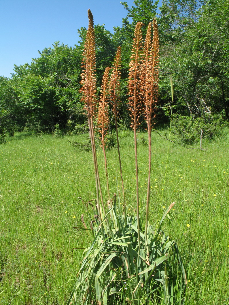 Изображение особи род Eremurus.