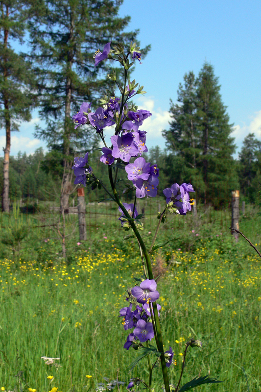 Image of Polemonium caeruleum specimen.