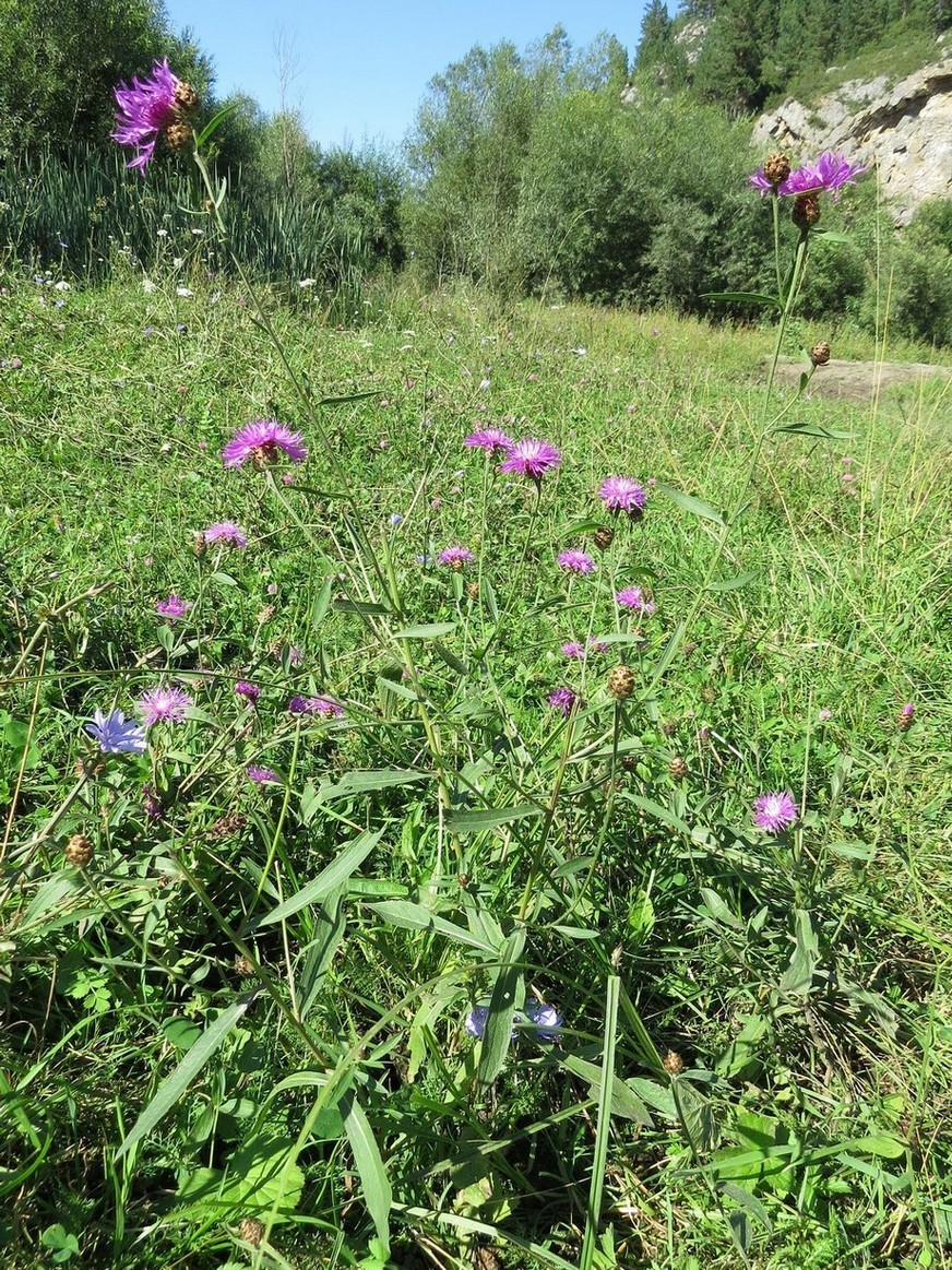 Image of Centaurea jacea specimen.