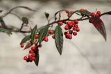 genus Cotoneaster