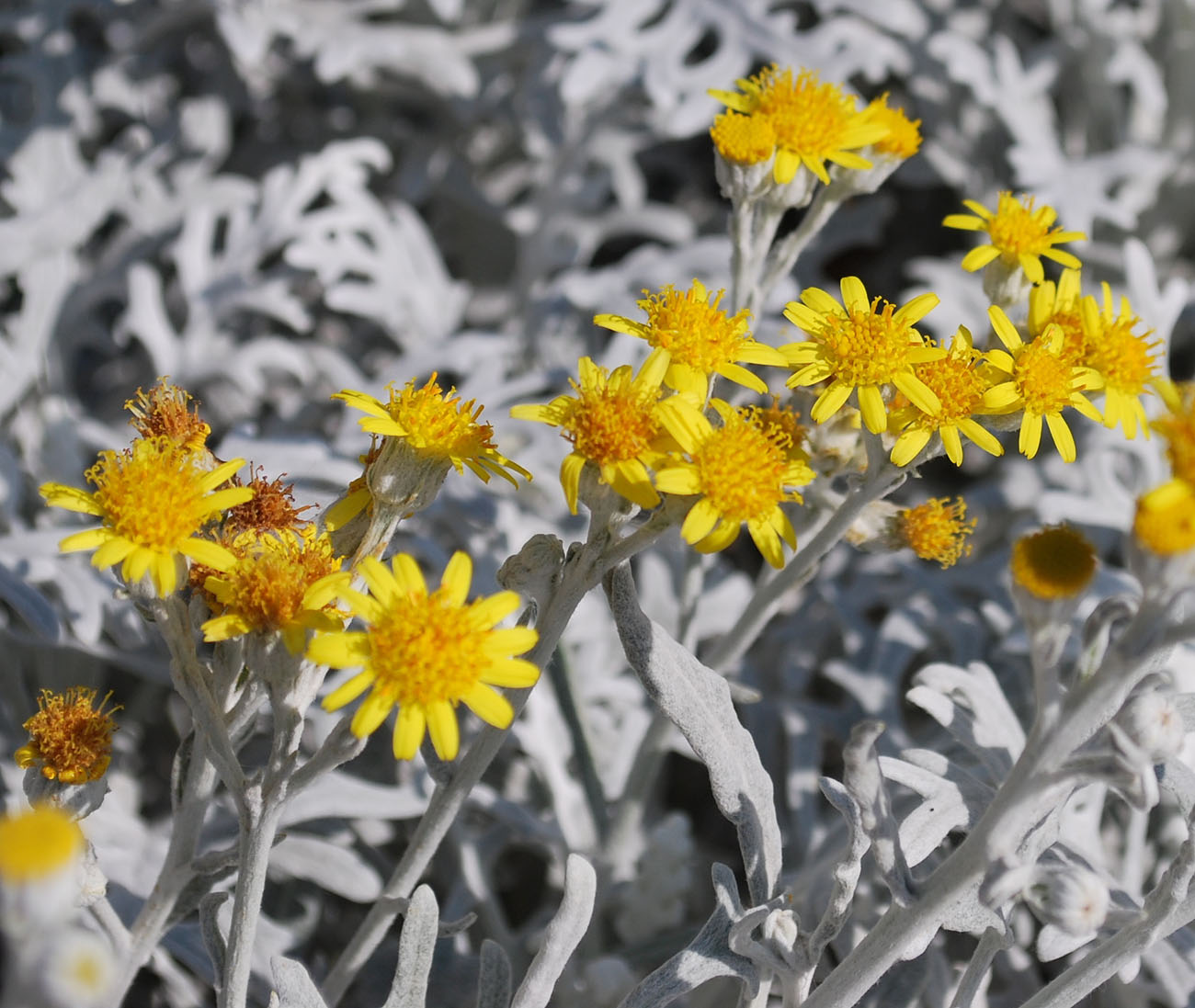 Изображение особи Senecio cineraria.