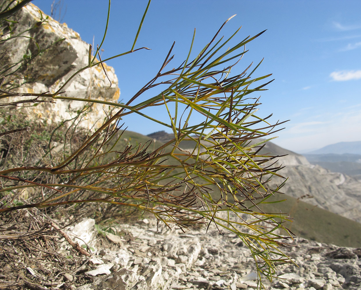 Изображение особи Peucedanum tauricum.