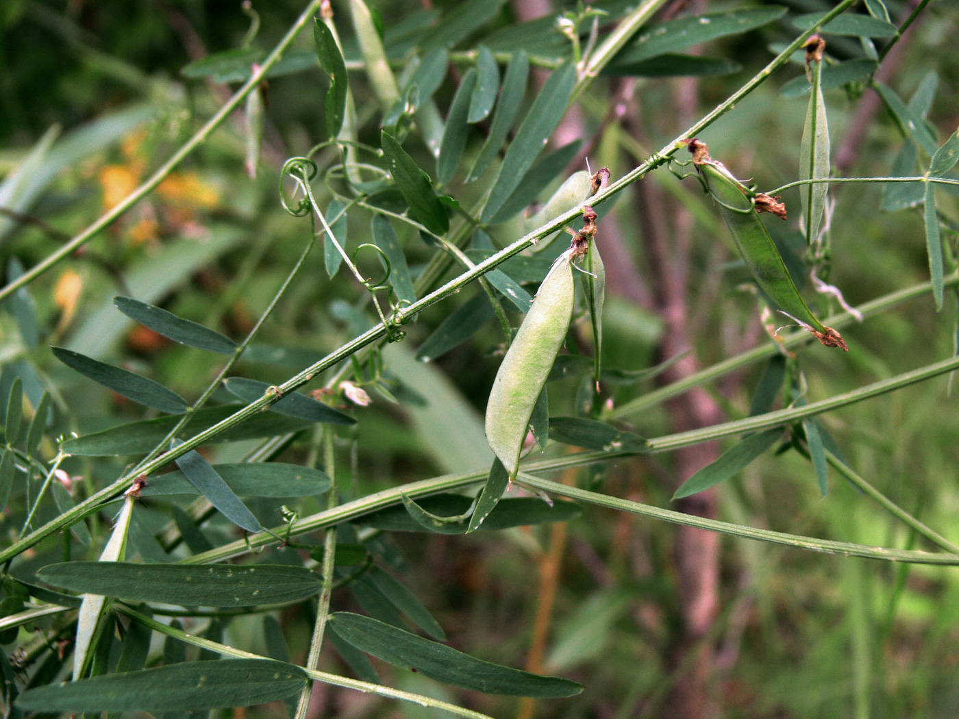 Изображение особи Vicia cracca.