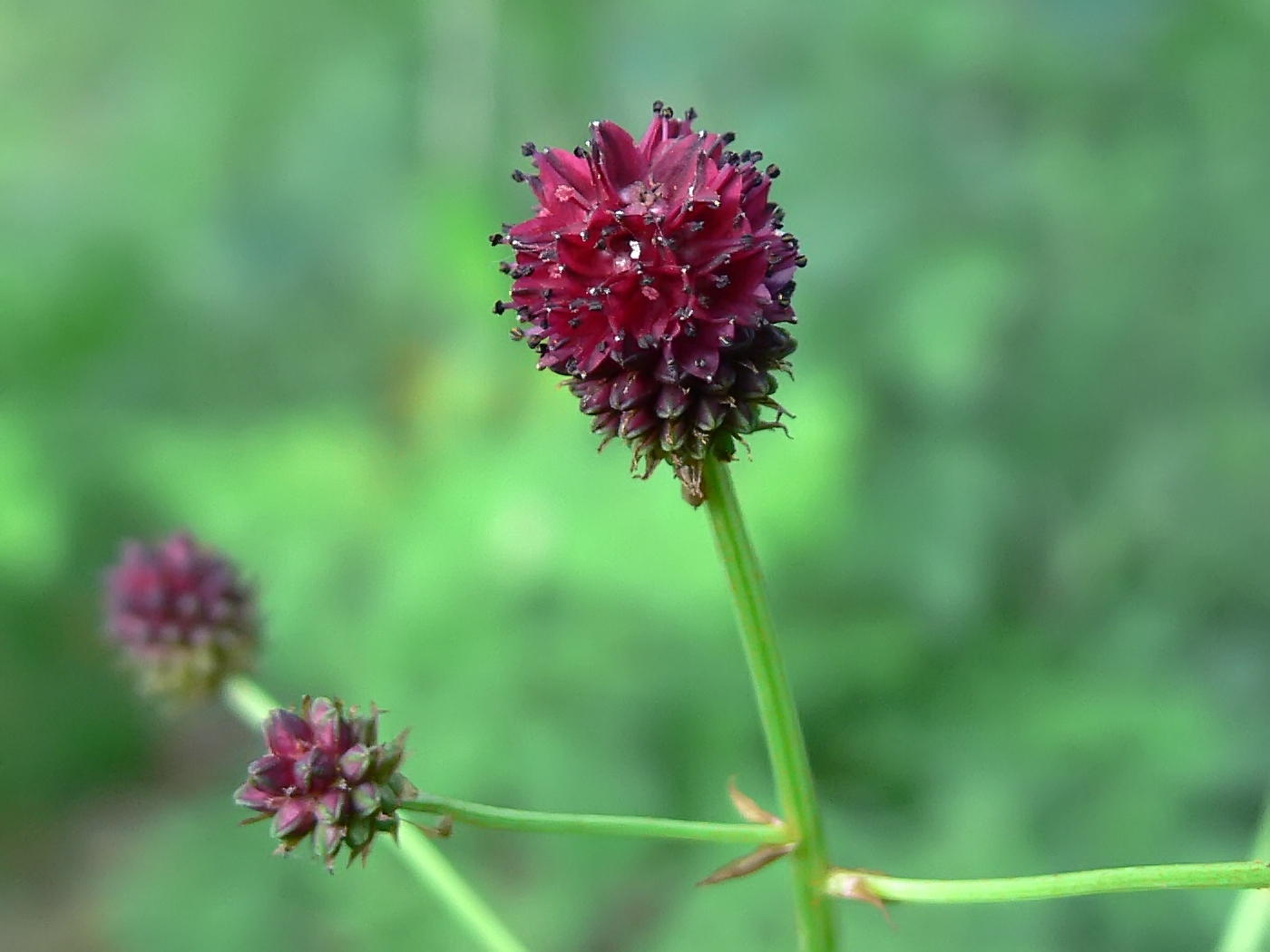 Image of Sanguisorba officinalis specimen.