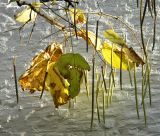 Catalpa bignonioides. Увядающие листья и плоды. Нидерланды, г. Маастрихт, озеленение. Декабрь.