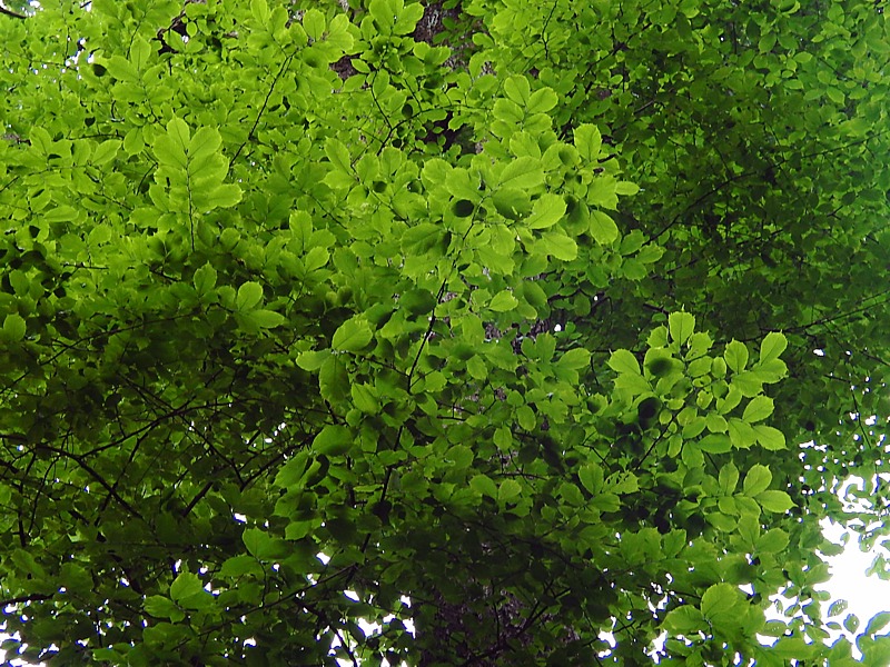 Изображение особи Ulmus glabra.