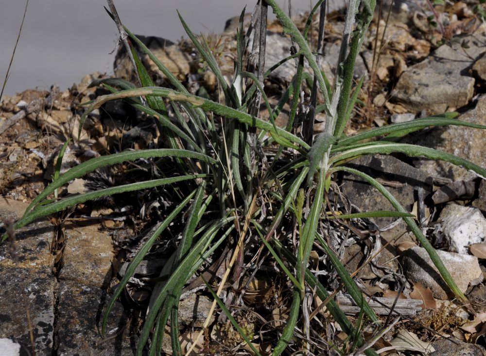 Image of Jurinea mollis specimen.