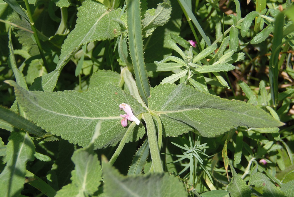 Image of Salvia tesquicola specimen.