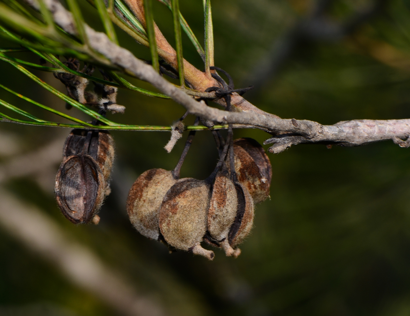 Image of Grevillea hodgei specimen.