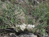 Astragalus dolichophyllus. Цветущее растение. Крым, предгорья, окр. с. Верхнесадовое, возв. Каратау, глинистый склон с фрагментами известняка. 16.04.2017.