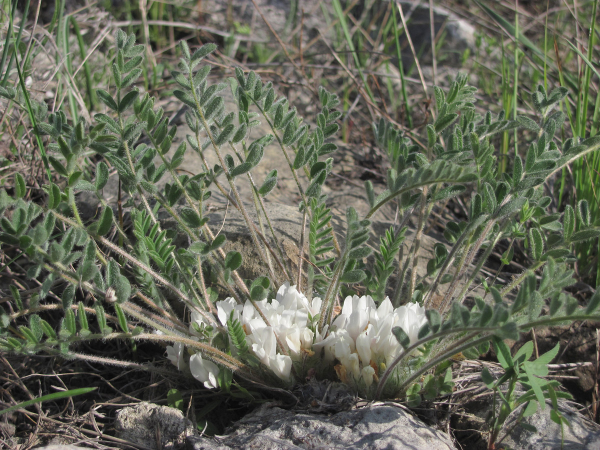 Image of Astragalus dolichophyllus specimen.