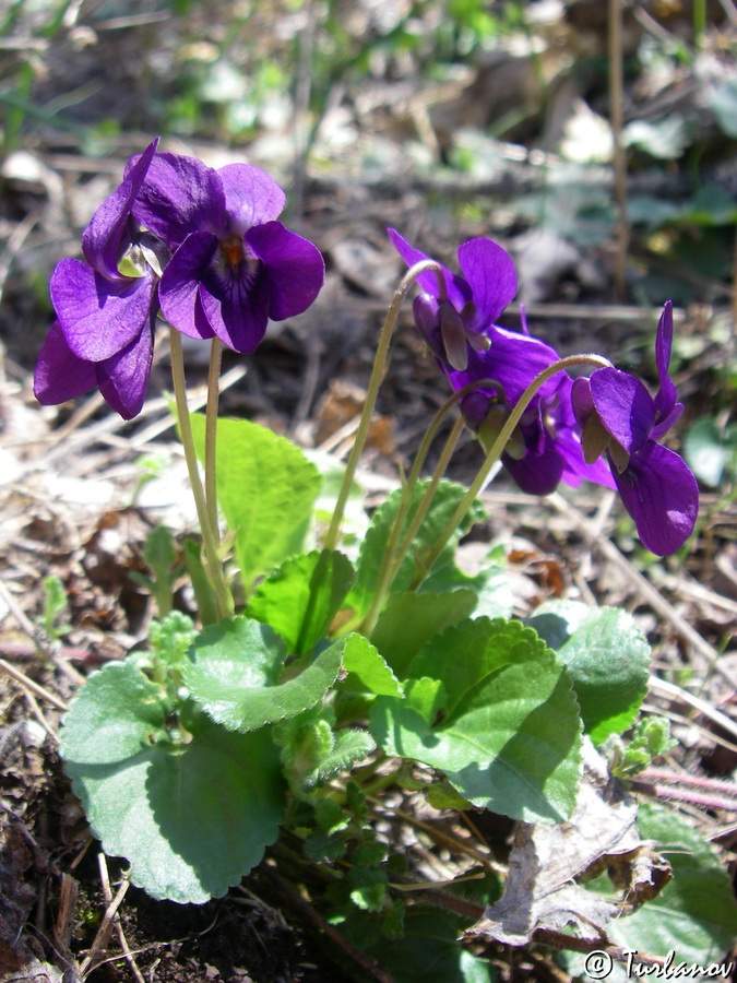 Image of Viola odorata specimen.