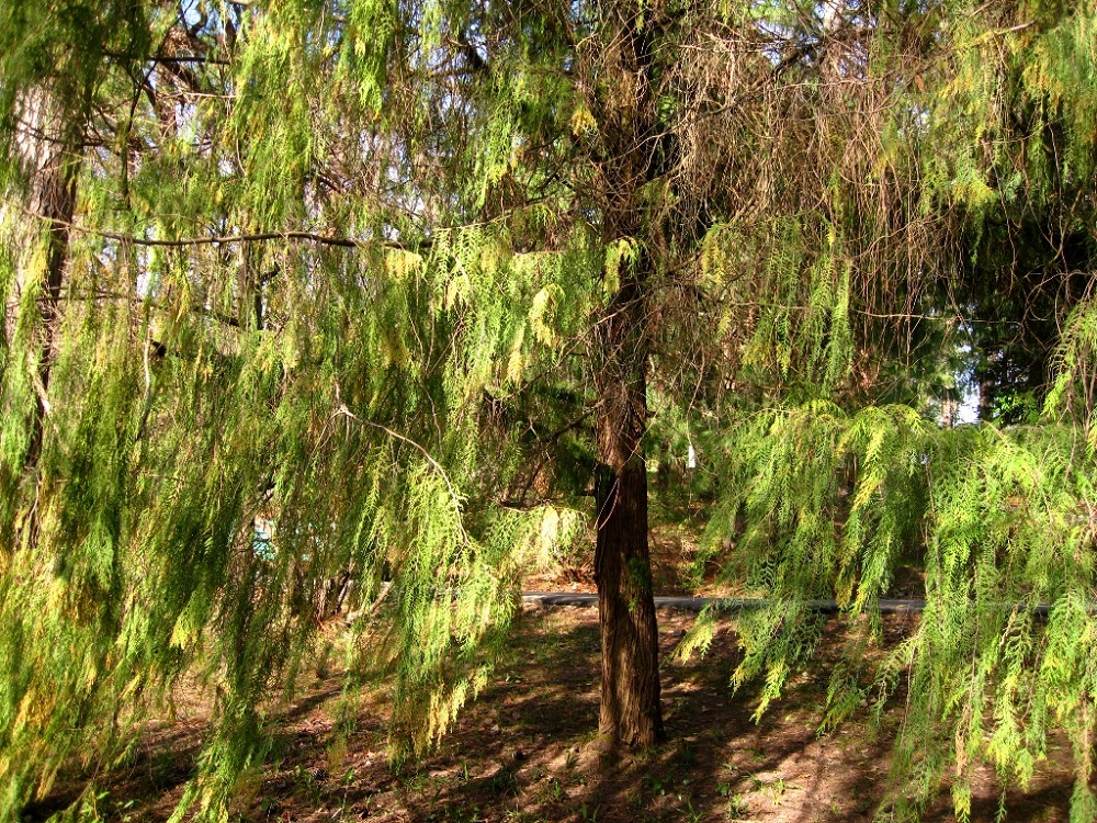 Image of Cupressus funebris specimen.