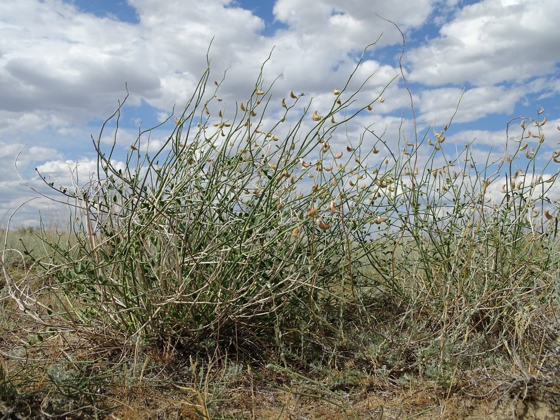 Изображение особи Astragalus amarus.