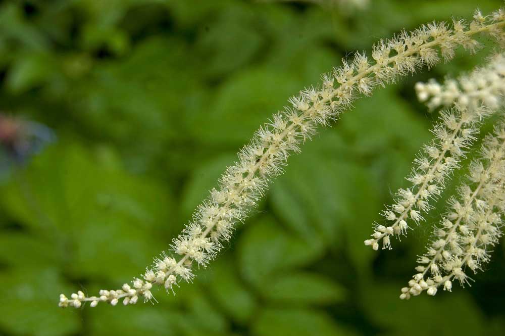 Image of Aruncus sylvestris specimen.