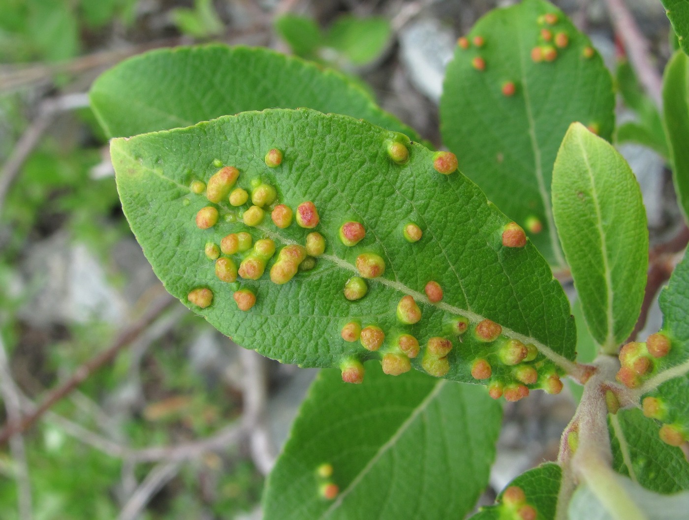 Image of Salix caprea specimen.