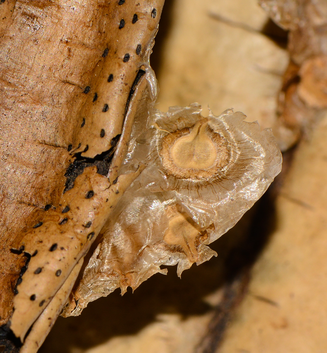 Image of Spathodea campanulata specimen.