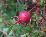 Rosa spinosissima. Плод. Кабардино-Балкария, Эльбрусский р-н, долина р. Адылсу, ок. 2300 м н.у.м., субальпийский луг. 23.08.2017.