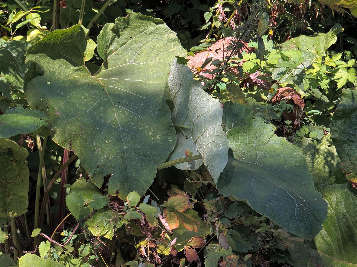 Image of Arctium tomentosum specimen.