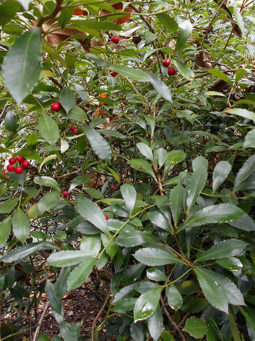 Image of Ardisia cornudentata specimen.