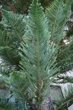 Araucaria heterophylla. Ветвь. Греция, о. Родос, в культуре. Июль 2017 г.