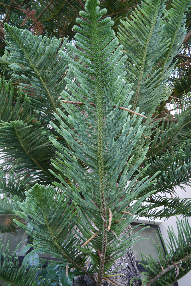 Изображение особи Araucaria heterophylla.