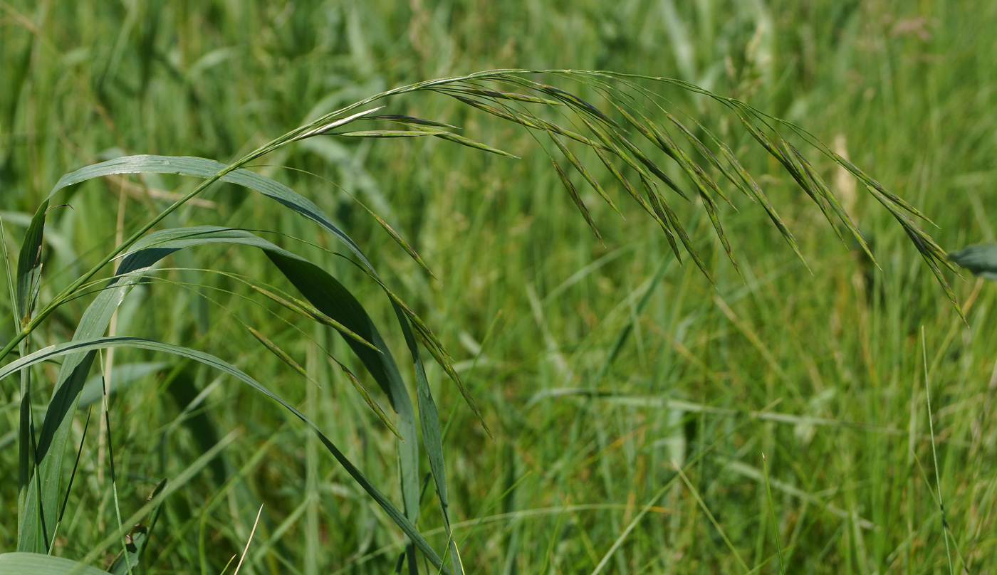 Изображение особи Bromopsis inermis.