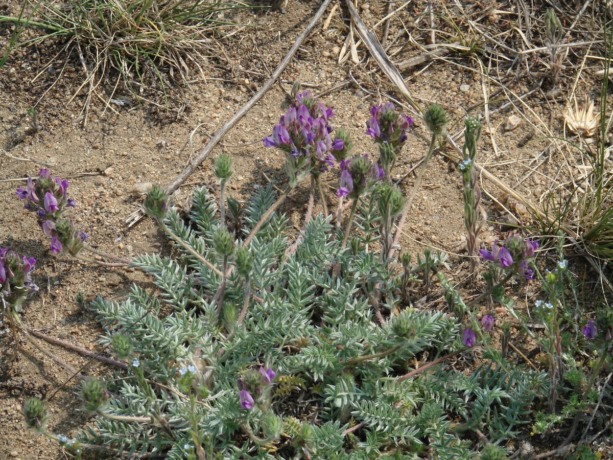 Изображение особи Oxytropis turczaninovii.