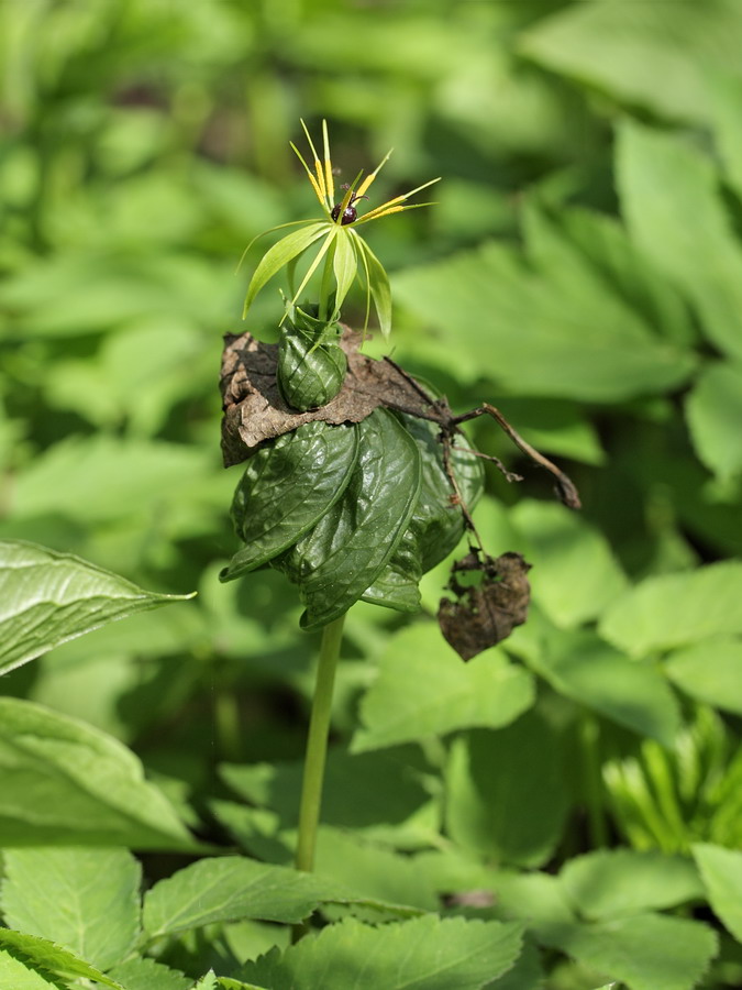 Image of Paris quadrifolia specimen.