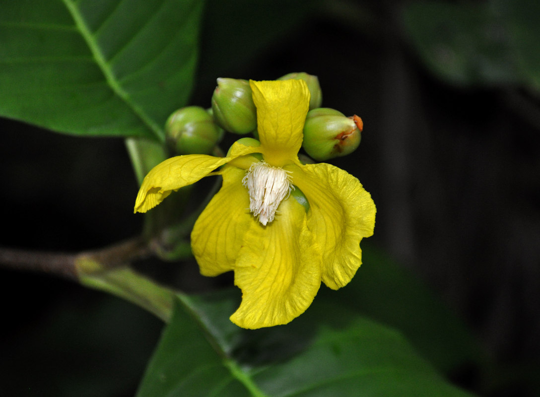 Image of Dillenia suffruticosa specimen.