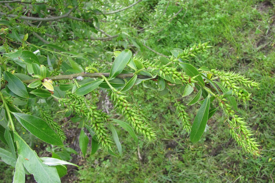 Изображение особи Salix &times; fragilis.