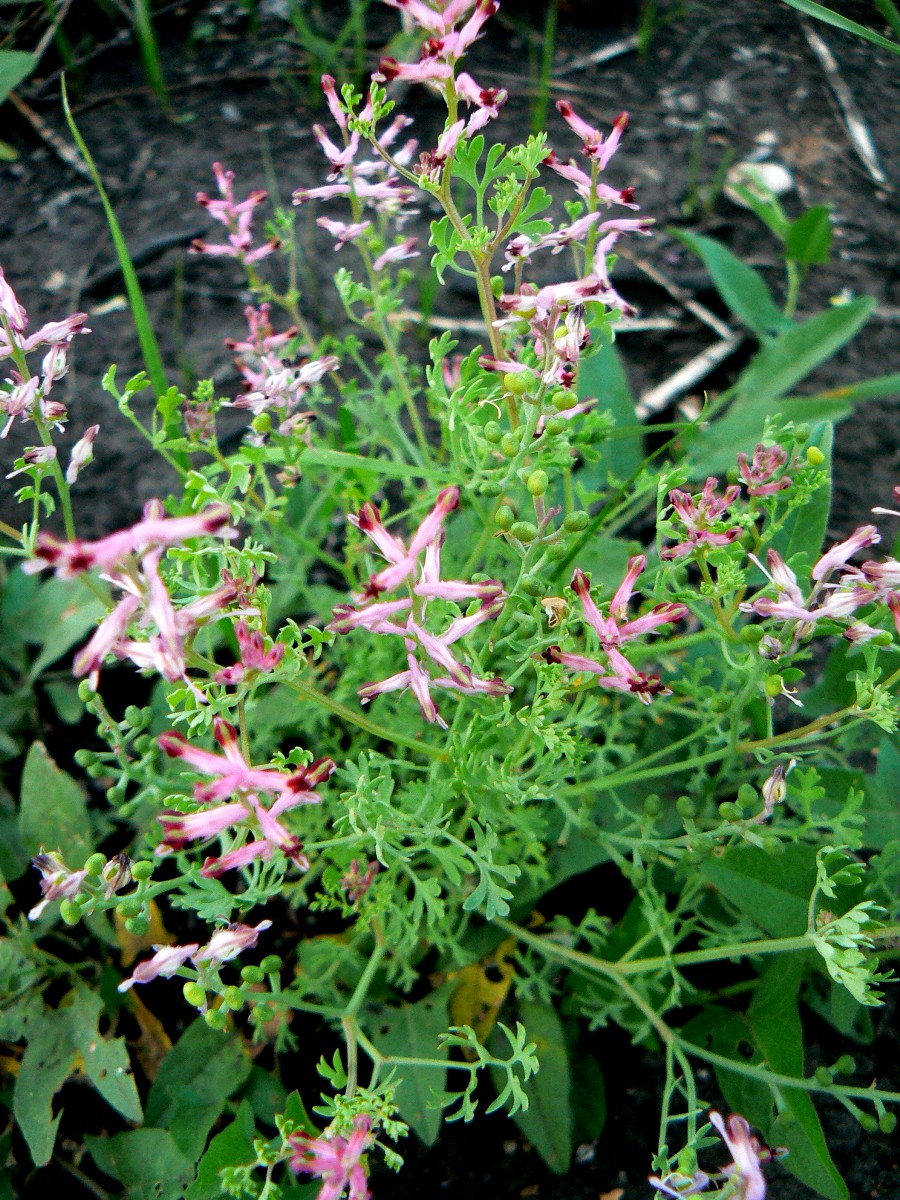 Image of Fumaria officinalis specimen.