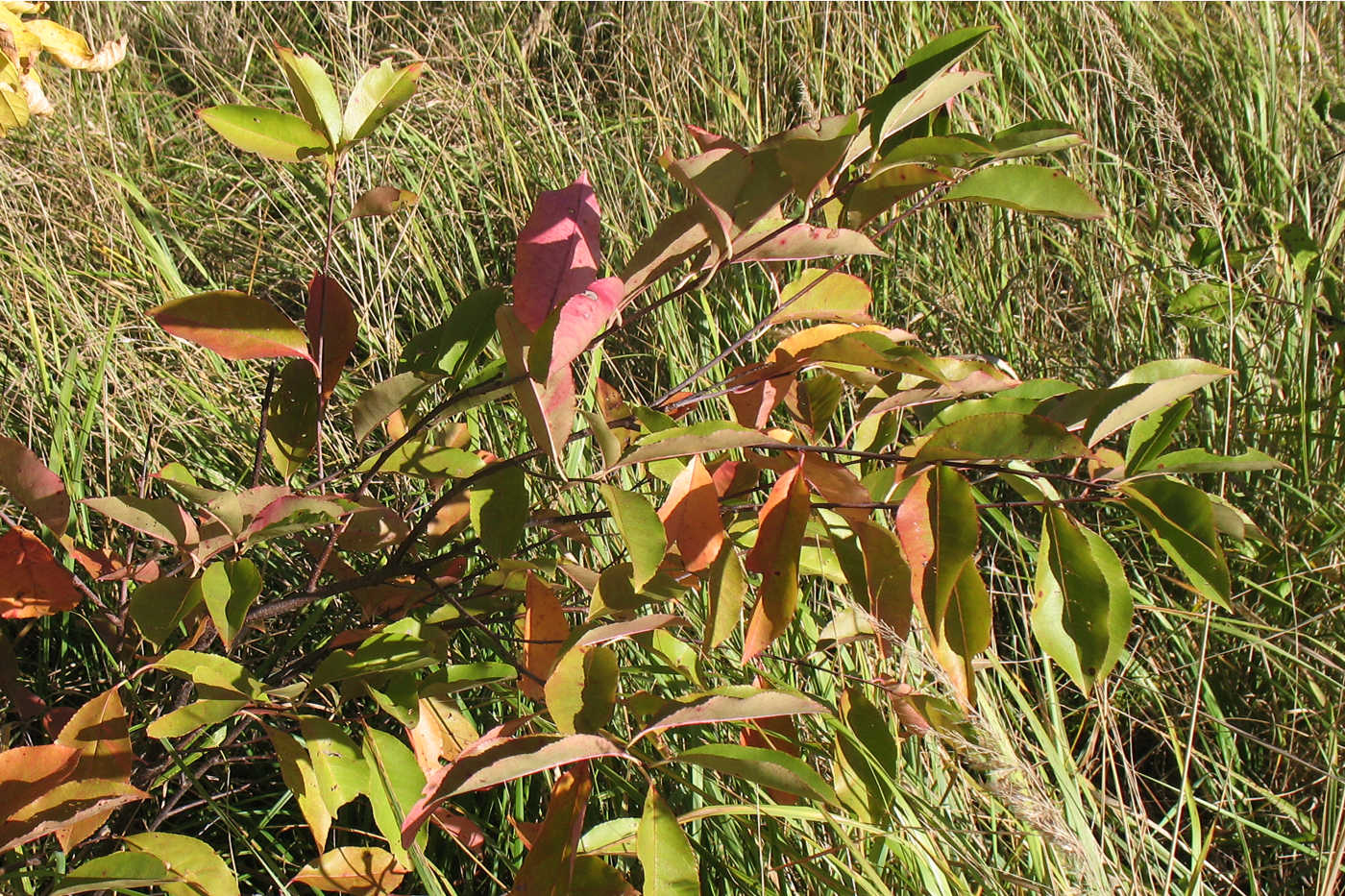 Image of Padus virginiana specimen.