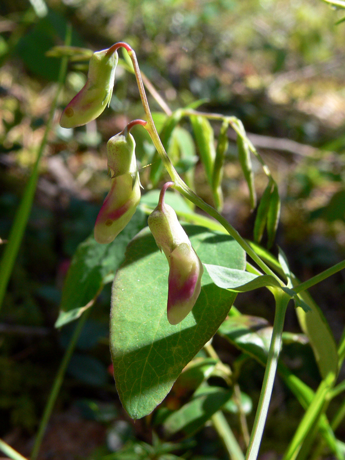 Изображение особи Lathyrus humilis.